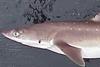 Spiny dogfish. Credit: NOAA