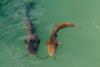 two catfish