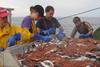 NOAA.gulf-of-maine-shrimp-survey-nefsc