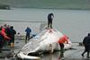 Iceland resumes commercial fin whaling. © Greenpeace