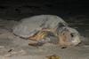Loggerhead turtle. Credit: NOAA