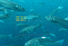 Innovasea BiomassPro