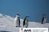 The BioMar Group will present a donation to the Antarctic Wildlife Research Fund (AWR) at Aqua Nor 2015