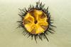 Sea urchin aquaculture project
