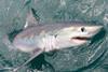 A study has found that industrialised fishing puts sharks at risk Photo: MBA
