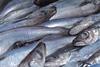 The KFO says that the Faroese are using their large blue whiting quota to purchase cod quota from Russia