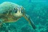 Sea turtle. Credit: NOAA
