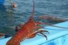 Baja California red rock lobster, Mexico