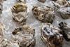 oysters on a bed of ice