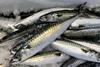 mackerel-sample-credit-nefsc