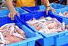 The MSC has welcomed the move by the UK Government to only buy fish from sustainable fisheries.