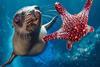 a sealion and a starfish