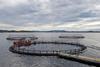 Portal Sheds Light on Norwegian Salmon Farming