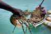 Torres Strait rock lobster