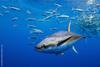 AdobeStock_719793652-yellowfin-tuna