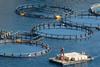 Salmon farm pens at sea