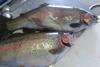 Farmed rainbow trout is on the menu in Western Australia Photo: WAFIC
