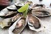 Pacific oysters