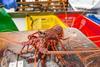 Doubling western rock lobster industry’s value
