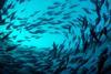Inside a bluefin tuna cage. Credit: Marco Carè/Marine Photobank