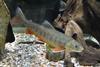 Climate change linked to Arctic charr decline