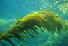 Kelp thrives in acidifying ocean waters taking up CO2 and nutrients from their environment Photo: Claire Fackler/NOAA