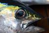 Yellowfin tuna