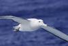 The Yamazaki Double Weight Branchline sinks long line hooks beyond the range of seabirds such as albatrosses