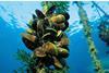 The image shows mussels being grown underwater in a seafood farm