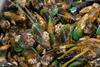 Green lipped mussels