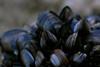The bottom grown blue mussel sector if a key contributor to the aquculture sector in ROI and NI
