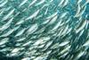 Shoal of fish