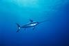 Swordfish