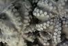 The SFP has announced a new Yucatan octopus FIP Photo: Quentin Bates