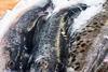Norwegian salmon