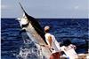 An angler encounters a large blue marlin in the Atlantic Ocean near Panama. Photo courtesy of John Graves