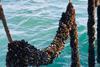Mussels growing on ropes at the offshore farm in Lyme Bay, UK