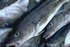 Greenland cod has a ready market in the UK