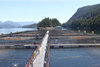 Mainstream Canada is the first salmon farming company in the world to earn Best Aquaculture Practices certification