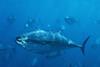 Pacific Bluefin tuna. Credit: © naturepl.com / Visuals Unlimited / WWF