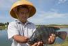 Thirty-four tilapia farms in Hainan, China, have earned Best Aquaculture Practices (BAP) certification