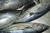 PNA skipjack tuna has been recognised as sustainable