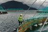 Cod farming