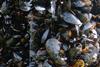 Scottish rope grown mussels