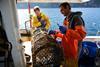 NSF Community Catch Orkney Crab