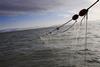 pelagic drift net fishing