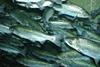 Alaska is North America's largest source of wild-caught salmon, which includes chinook. Credit: Zureks/Wiki