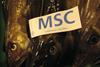 North Sea cod loses MSC certification