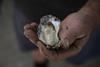 The demand is strong for quality Australian rock oysters. Photo: Australia’s Oyster Coast
