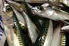 A long term management strategy has been signed to support the long-term future of North East Atlantic Mackerel stock